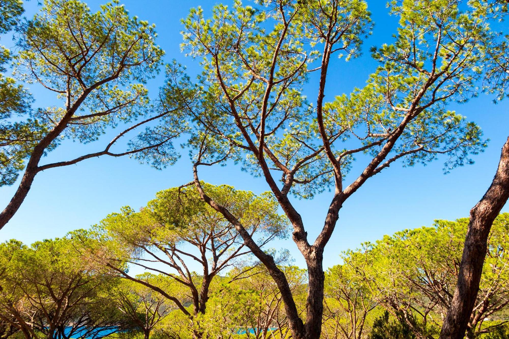 Camping Lacona Pineta Capoliveri  Buitenkant foto